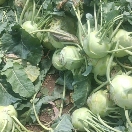 张北县苤蓝产地行情