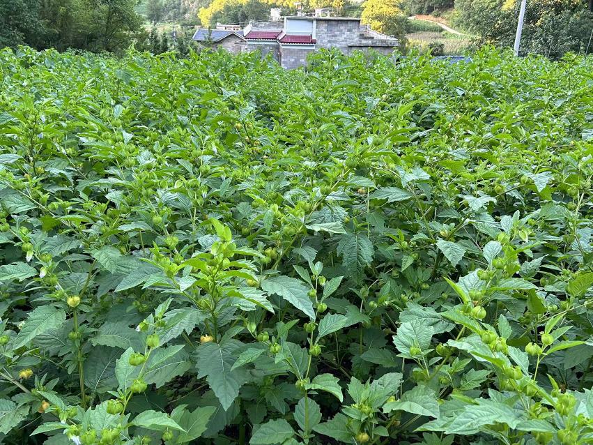 腌制所需食材摆盘图