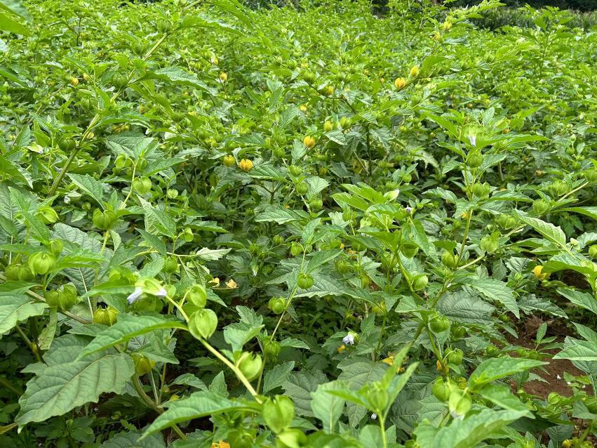 冰淇淋冷冻搅拌过程