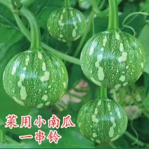 一串铃南瓜苗花皮南瓜苗嫩早一串铃青瓜苗南瓜苗包回收