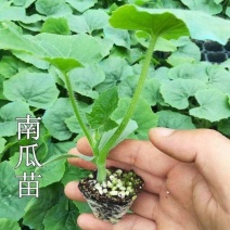 谢花面南瓜苗蛋黄香花绿皮南瓜苗窝瓜苗倭瓜苗包回收