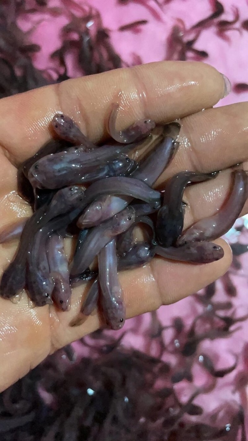 本地塘鲺苗塘角鱼苗量大价优支持全国发货