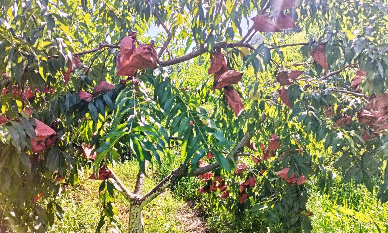 一名果农站在梯子上,左手托住黄桃果实,右手将白色内层果袋轻轻套入,随后用铁丝拧紧袋口;背景为整齐排列的黄桃树,树冠通风良好,阳光透过叶片洒下斑驳光影 果园工人正在为黄桃套袋