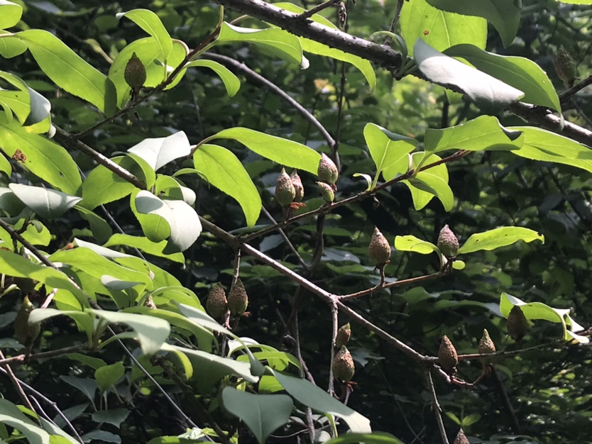 青翘种植基地实景图