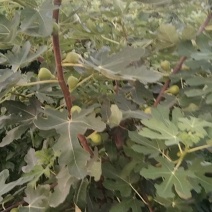 无花果树七年成品