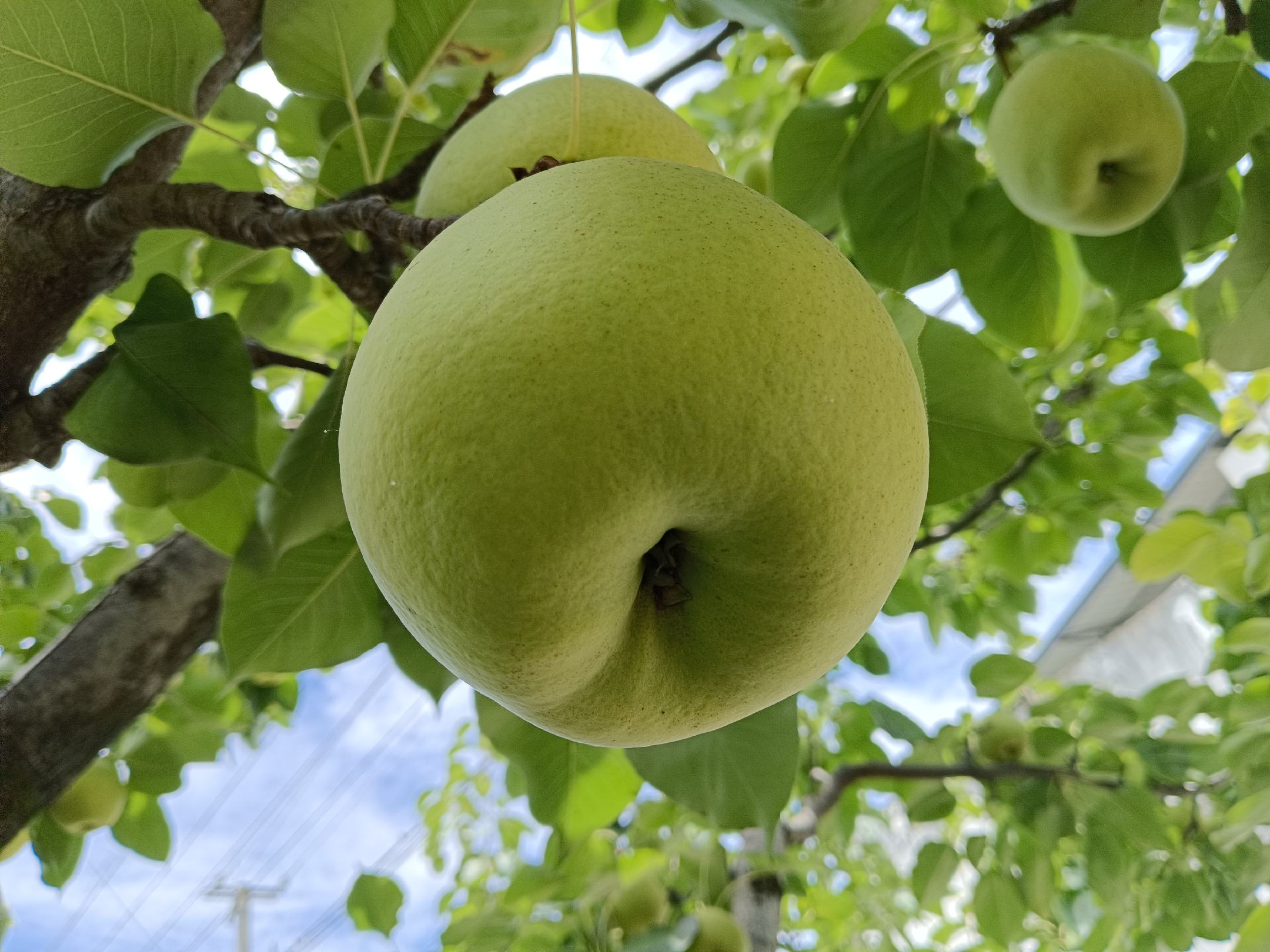 一块刚砍伐的非洲金花梨原木,表面呈现出明显的黄褐色至深红棕色过渡,带有交错纹理和自然光泽,木质细腻,边缘有树皮残留,背景为热带雨林环境 非洲金花梨原木剖面图
