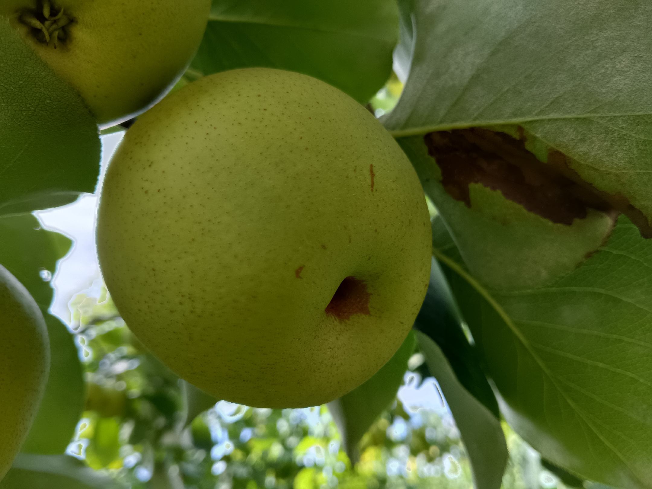 金花梨木板材实物展示