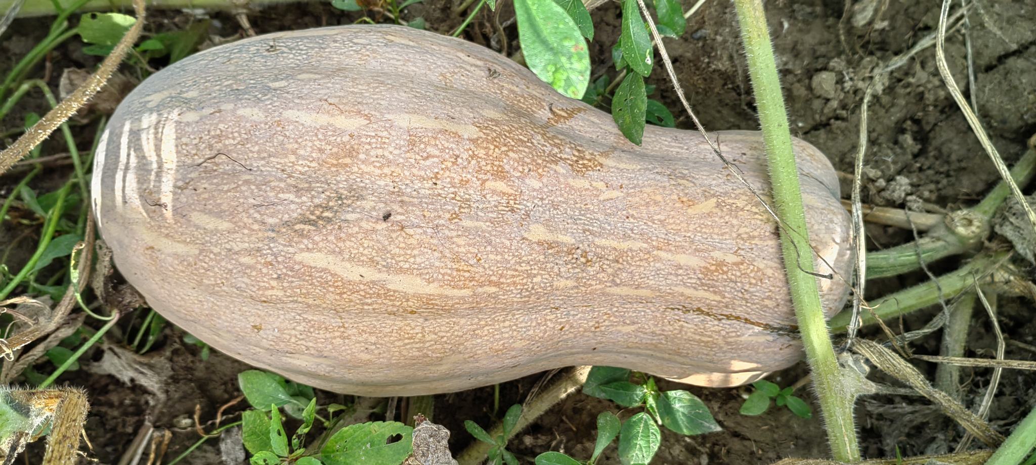 一个成熟的蜜本南瓜放置在木质桌面上,呈长纺锤形,表皮为红褐色带浅黄色条纹,表面有自然蜡质感,一端连接着粗壮的深绿色瓜蒂,背景为田园风格厨房,光线柔和,突出南瓜的自然成熟感 蜜本南瓜整体外观特写