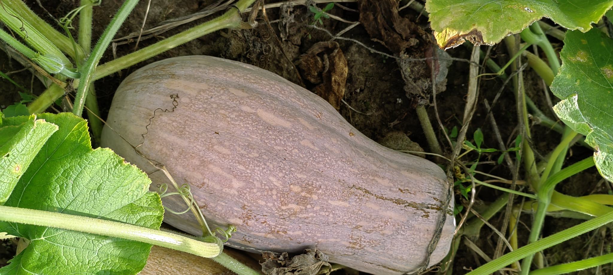 展示农民在田间采摘新鲜南瓜颠的场景,背景为绿色南瓜田 南瓜颠的采摘场景