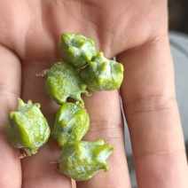 柏树籽
