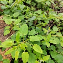 茜草种子东北风车草中草药野生新奇爬藤植物阳台盆栽四季简单