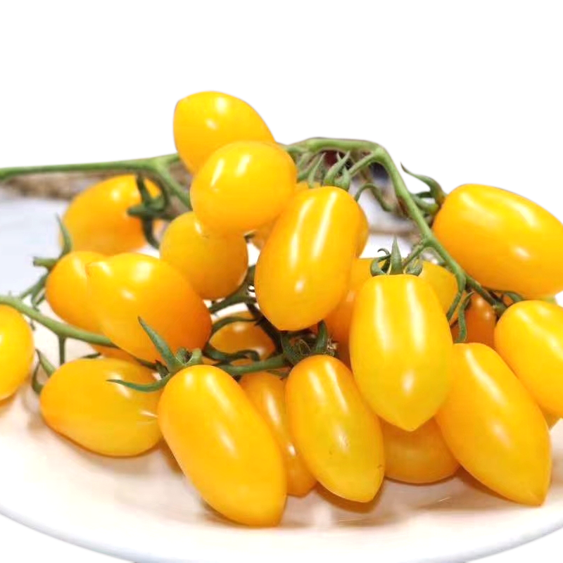 花生小番茄苗圣女果苗花生小柿子苗花生圣女果苗包回收