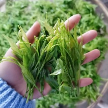 湖南张家界霉茶