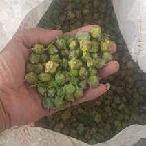 柏树籽