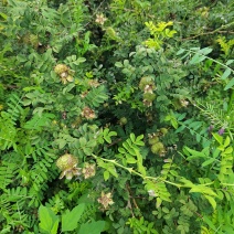 毕节威宁刺梨，数量多多