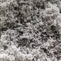 张家界永顺莓茶（藤茶）