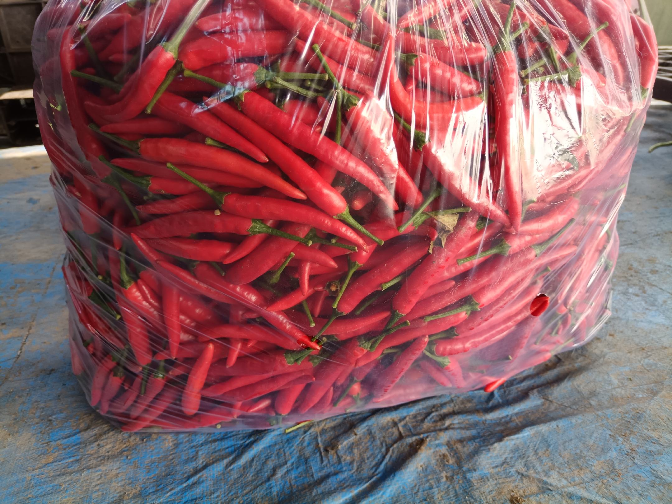 现代化生鲜分拣中心内,全自动输送线上鲜辣椒经光学分选后进入打包工位:工作人员将预冷好的小米辣装入定制铝箔复合保温袋,袋内放置2块-18℃速冻冰袋及1包食品级干燥剂;封口后贴附电子温感标签,随即进入扫码装箱环节;背景可见多台恒温暂存柜(设定10℃)与AGV搬运机器人 鲜辣椒电商冷链小包分拣与打包流水线