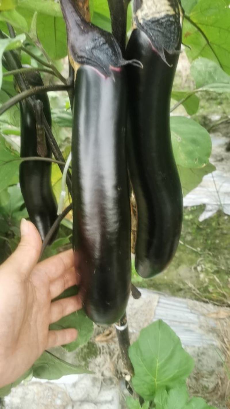 [茄子批发]墨茄 烧烤茄大甩卖价格0.60元/斤 - 一亩田