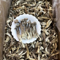 特级鹿茸菇足干大条规格齐全产地直供规格齐全香味浓郁