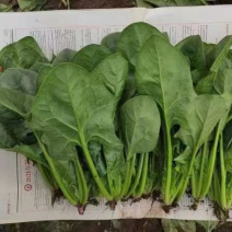 精品菠菜