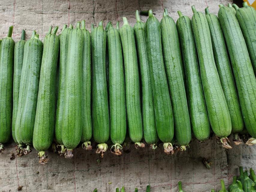 秋季丝瓜套种布局图