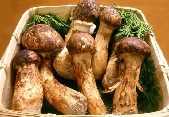 松茸与味精对比图