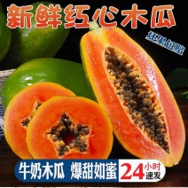 热卖《红心冰糖木瓜》果园直采，大量供电商，市场，加工