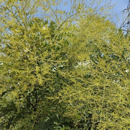 平乐县槐米价格行情走势 - 一亩田