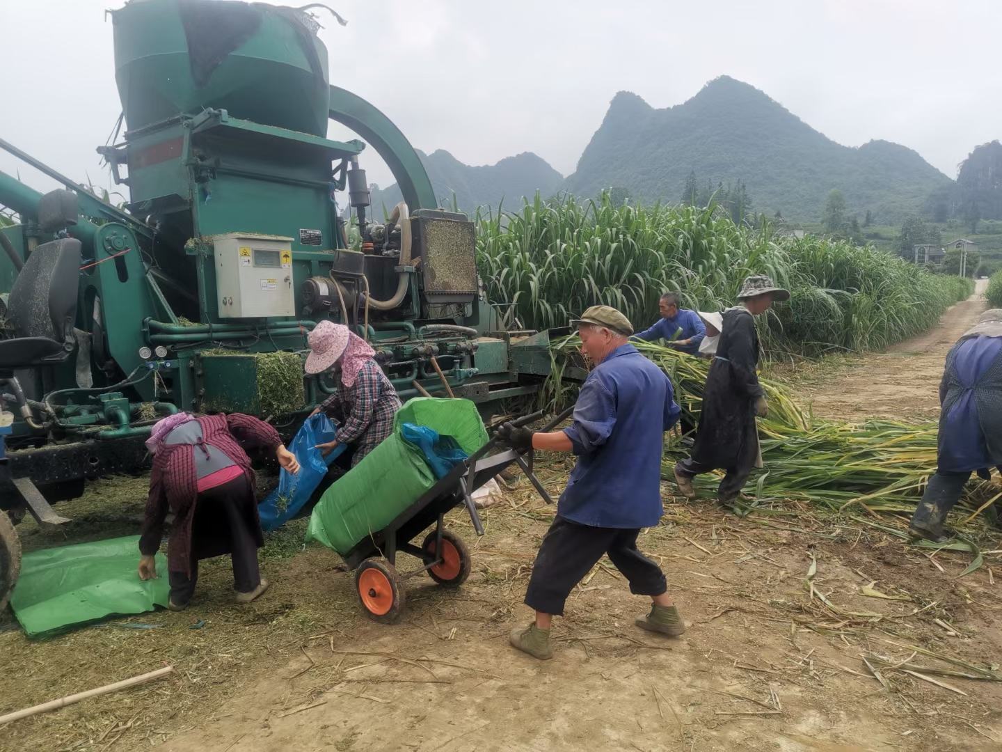 春玉米机械化收获现场