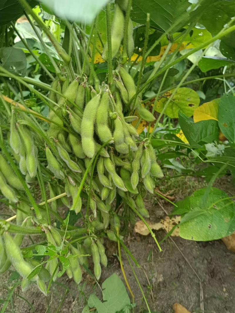 精品高山毛豆,自家种植,今年产300亩,欢迎咨询!