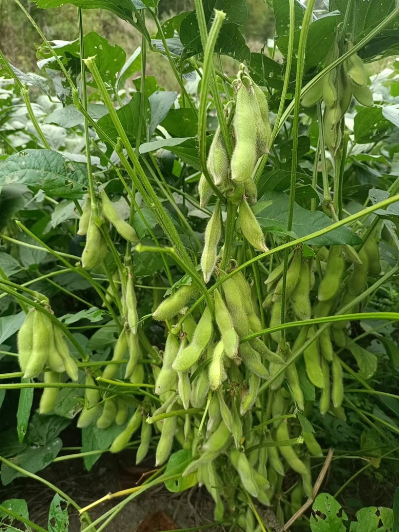 精品高山毛豆,自家种植,今年产300亩,欢迎咨询!