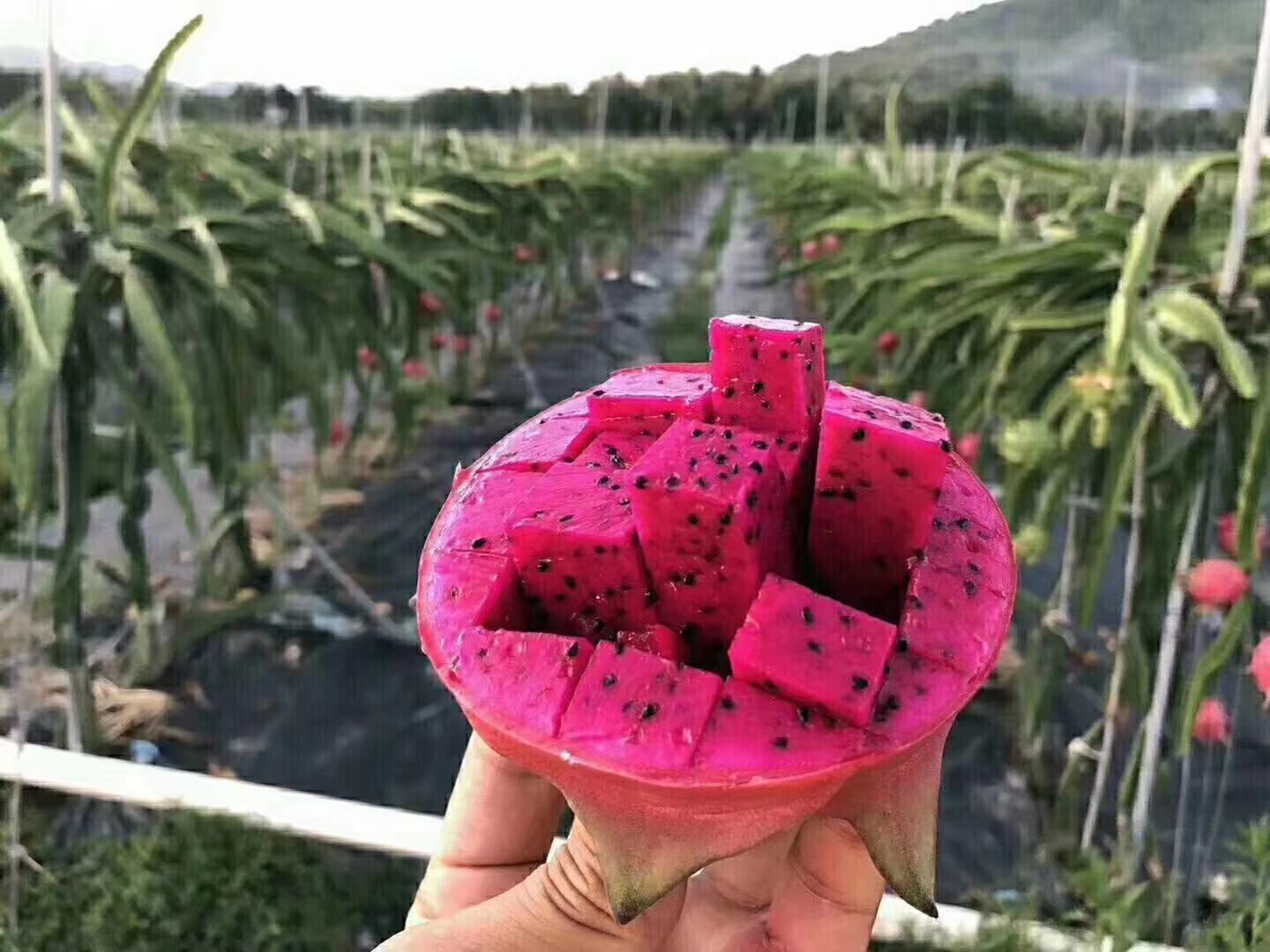 无人机航拍(高度120m):广西百色田阳区万亩红心火龙果基地,采用双排式水泥桩+钢丝架栽培,果棚覆银灰色反光膜;可见整齐排列的三角形支架与垂挂式结果枝,地面覆盖黑色地膜抑制杂草;远处山坡为白心火龙果种植区,植株密度明显更高,反映其更强的适应性 广西百色红心火龙果标准化种植基地航拍全景