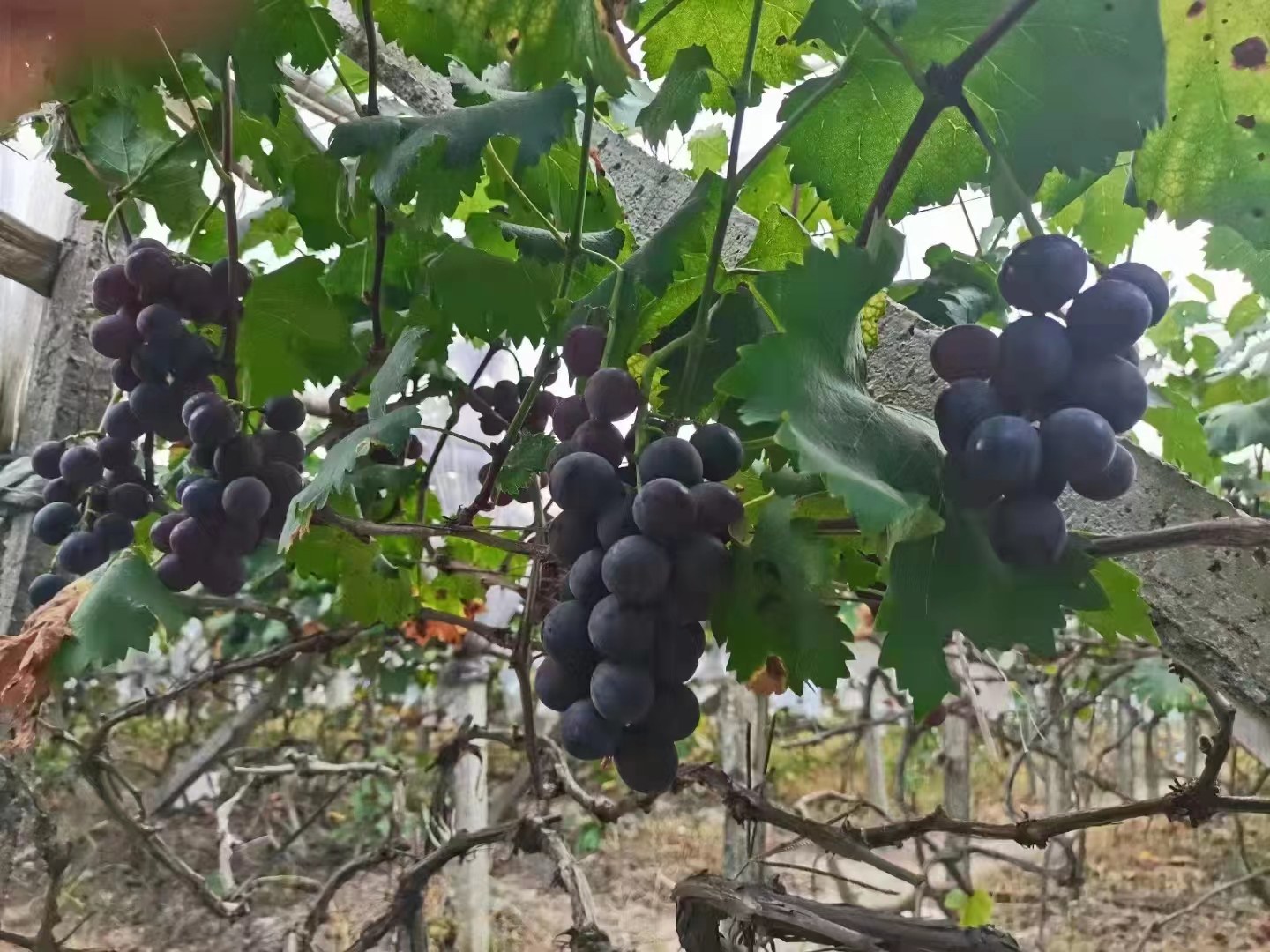 巨玫瑰葡萄特写