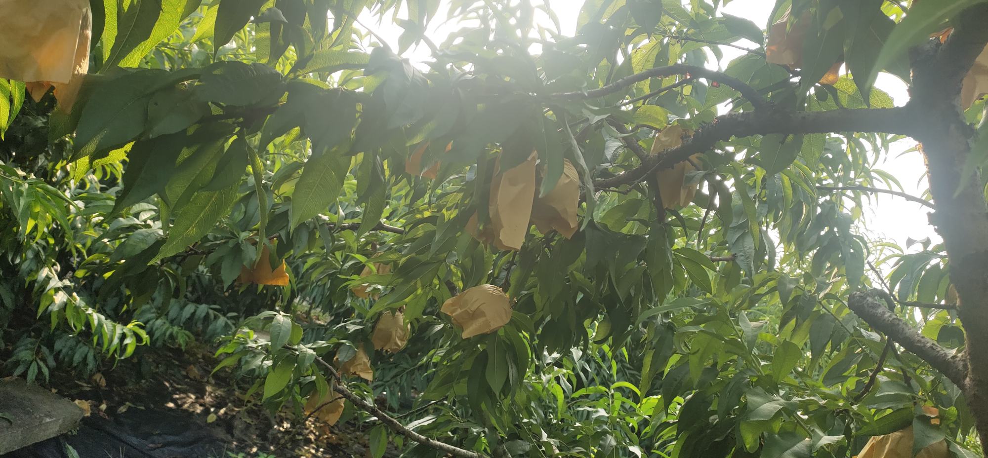 蜜橘果实套袋试验对比图