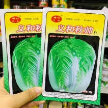 义和秋帅大白菜种子山东秋白菜种子蔬菜基地专用结球白菜种子