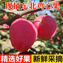 辽宁锦绣海棠鸡心果大量上市中，产地供货，一手货源