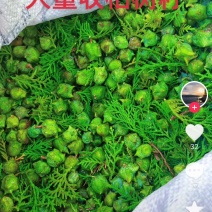 柏树籽