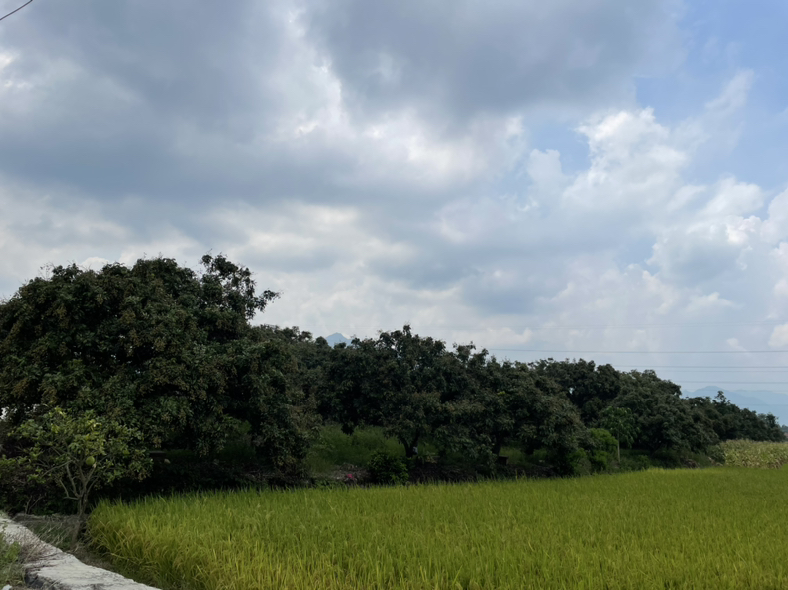 龙沙宝石在云南种植园中整齐排列的场景,背景为蓝天与山丘 龙沙宝石在云南种植园的场景图
