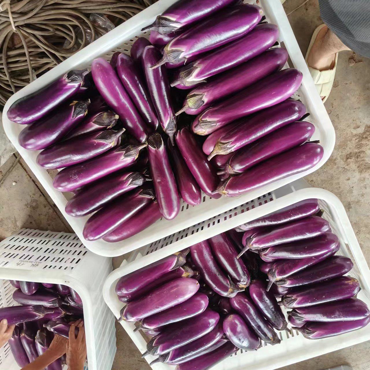 [黑茄王批发]四川内江威远县茄子 1.20元/斤精品二红茄 _ 一亩田