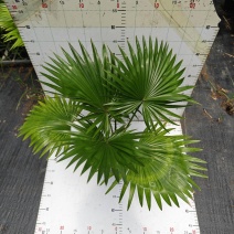 蒲葵室内绿植盆栽净化新鲜空气居家室内室外常备绿植盆栽净化