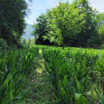 陕南美味阳菏