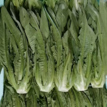 油麦菜