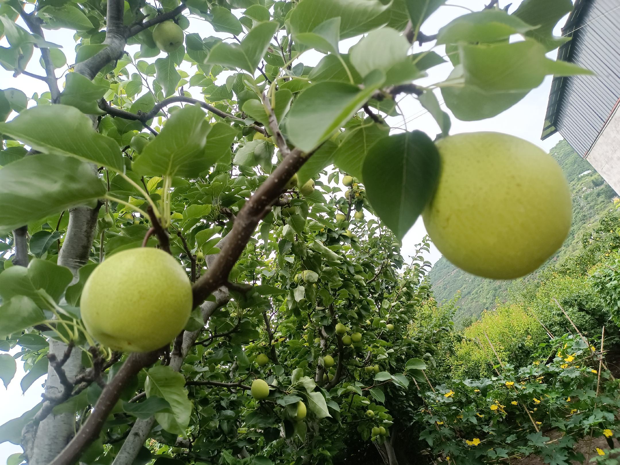 一块金黄色调的金花梨实木板材,表面带有明显的深色条纹和自然木纹,边缘可见清晰的年轮结构,整体呈现出温暖的光泽感,放置在白色背景上,用于展示其视觉质感 金花梨实木板材特写