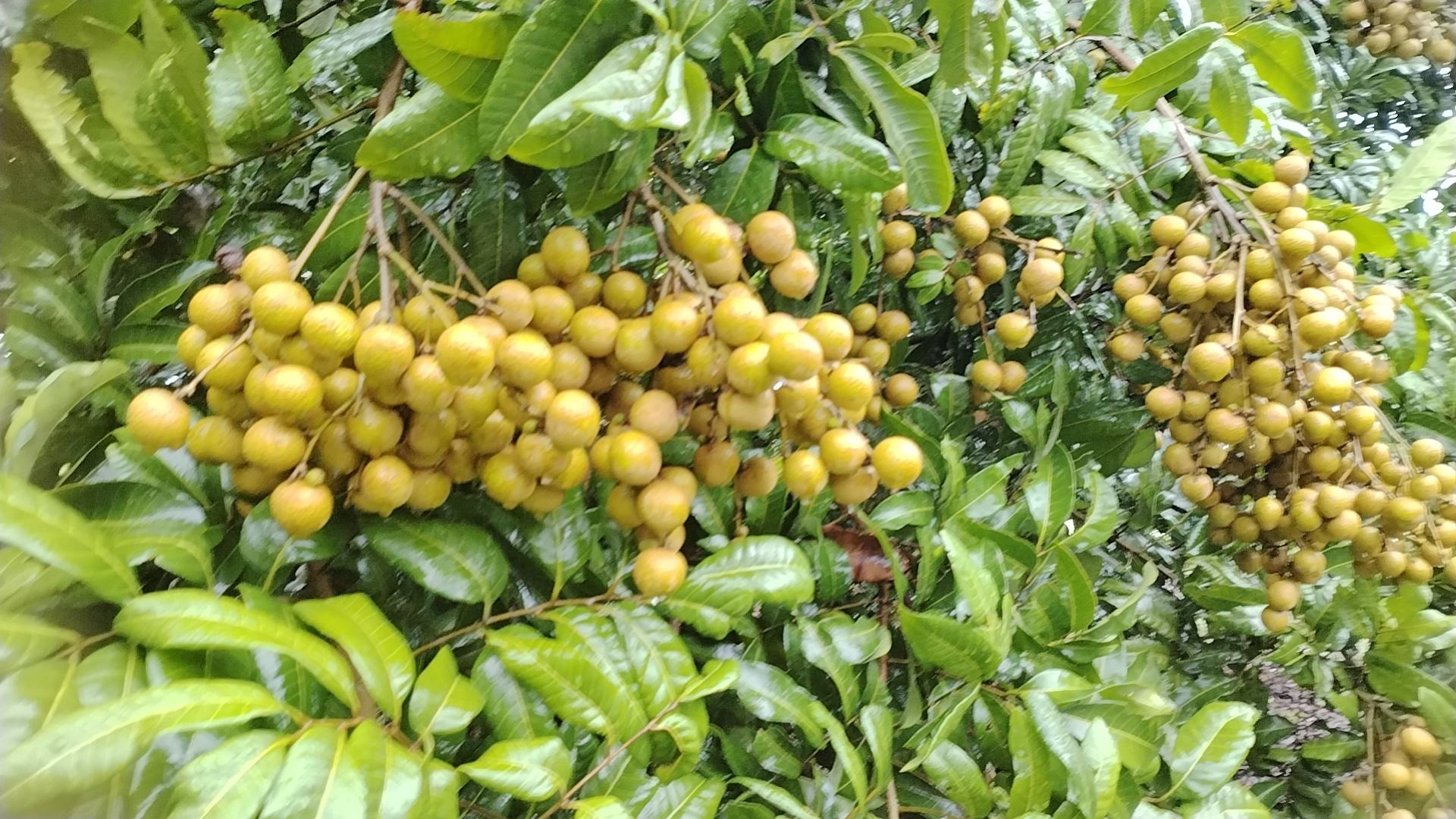 三组并列摆放的龙眼对比:左侧为石硖龙眼(果形短圆、色浅、壳细纹);中间为大乌圆(果大、壳厚、色深);右侧为储良龙眼(椭圆、光滑、亮黄),每组下方标注品种名称,背景为白色布纹 石硖龙眼与其他品种对比图