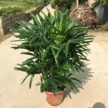 棕竹水培大叶棕竹苗盆栽室内绿植棕榈苗观音竹植物四季常青