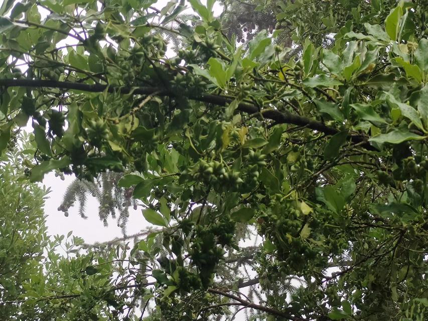 一株完整的八角树,展示其枝叶与从土壤中挖出的部分根系;根部粗壮、分枝多,表面带有泥土和细小须根,局部放大显示根皮纹理和断面色泽 八角植株整体与根部特写