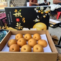 秋月梨砀山秋月梨蜜梨产地量大特别脆甜好吃对接商超品质