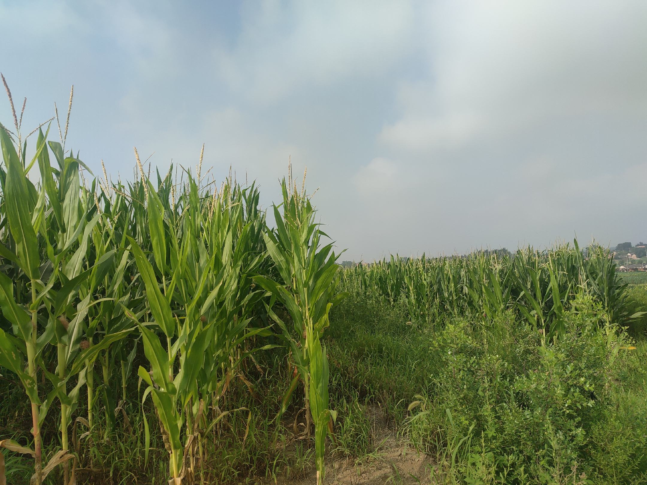 云南石林黑玉米种植基地航拍实景