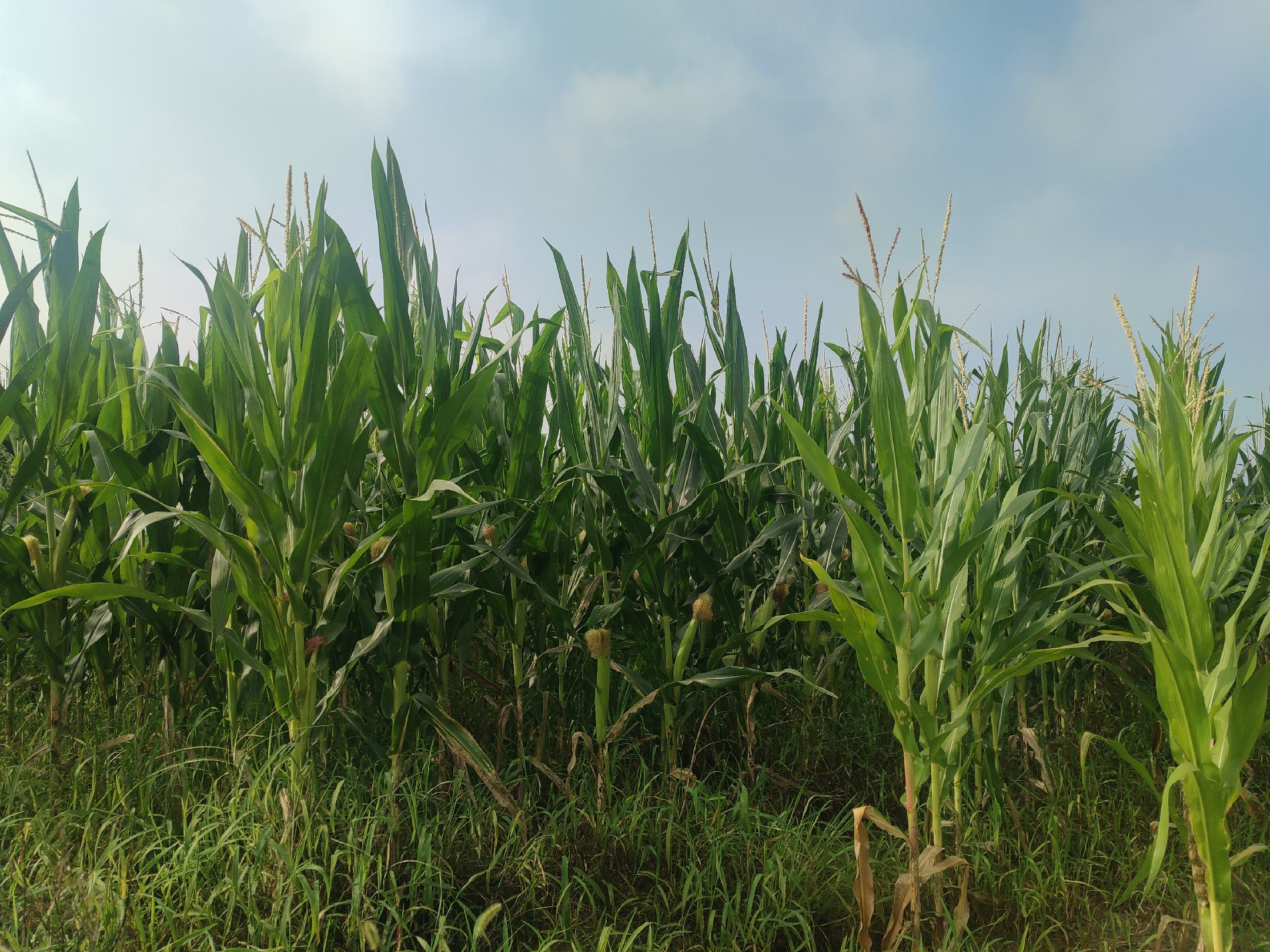 机械化收割全株玉米达料作业现场