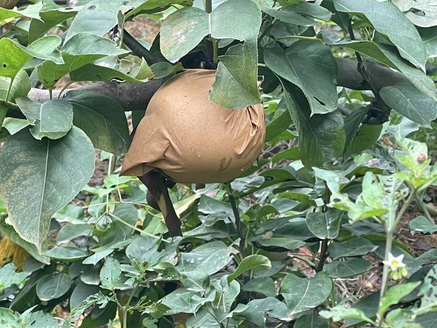 秋月梨果实套袋试验对比图